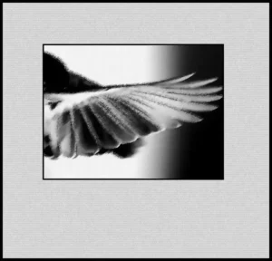 Oiseau