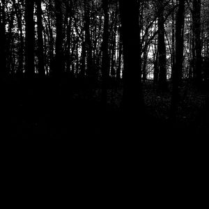 Foret 1