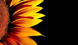 Jean-Pierre Chambon | [Fleurs dans la fleur]