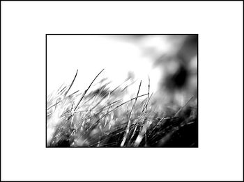 Lydia Padellec | Entre l&rsquo;herbe et son ombre (Titre provisoire) [extraits]