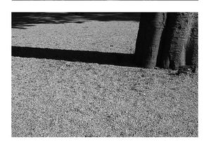 Raluca Maria Hanea | [on se couche sous les bois]