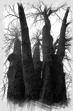 Claude Margat | [La rumeur du grand arbre]