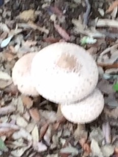 Lépiotes Lépiotes
