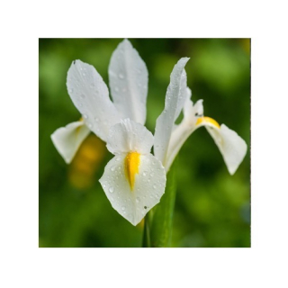 Dutch White Iris Dutch White Iris