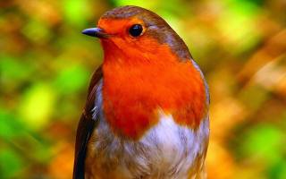 Rouge gorge .jpg Rouge gorge .jpg