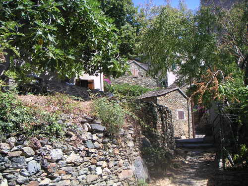 Muret et figuier