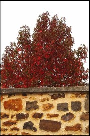 La_fleur_rve